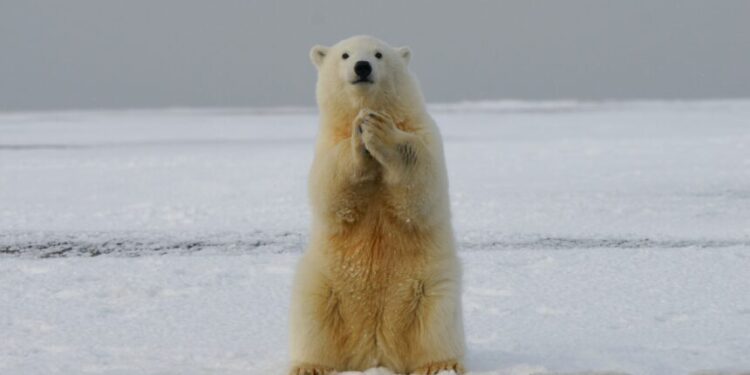 Bitcoin Long-Term Holders Dump As BTC Plunges Under $17k