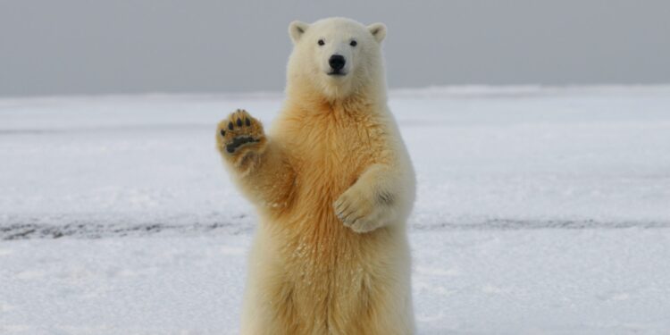 Why This Bitcoin Bearish Divergence Could Spell Doom For BTC Rally