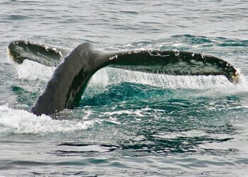 Litecoin Whale Withdraws $65.5M In LTC From Binance, Bullish Sign?