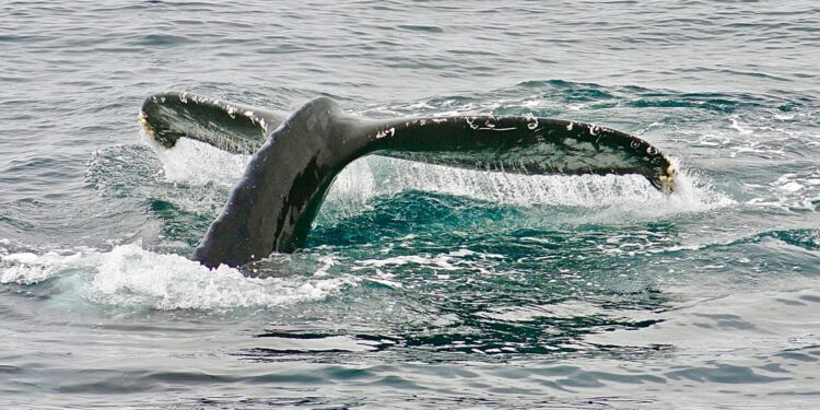 Litecoin Whale Withdraws $65.5M In LTC From Binance, Bullish Sign?