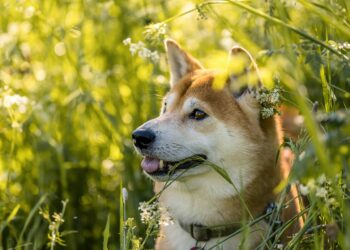 SHIB Price Trends Sideways, Will It Surge Anytime Soon?