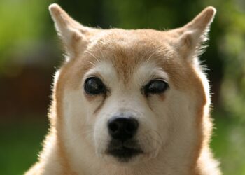 SHIB Price Continues To Decline, But Why?
