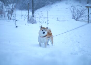 Shiba Inu Formed This Pattern, Breakout Incoming?