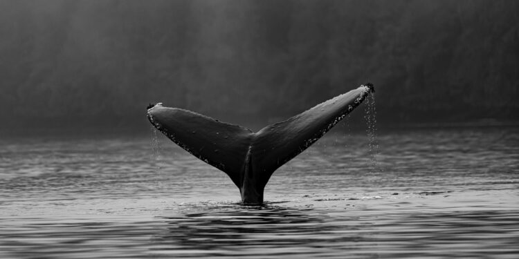 Bitcoin Whales Continue To Shed Holdings, Prices Not Attractive Enough?