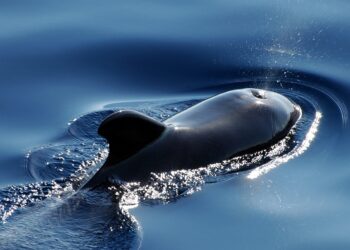 Whales Accumulate $726 Million In Bitcoin, Report Shows