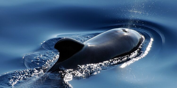 Whales Accumulate $726 Million In Bitcoin, Report Shows