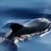 Whales Accumulate $726 Million In Bitcoin, Report Shows