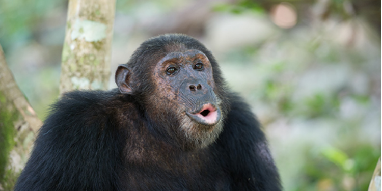 ApeCoin Buckles As Recent News Of Stolen BAYC Hits The Market 