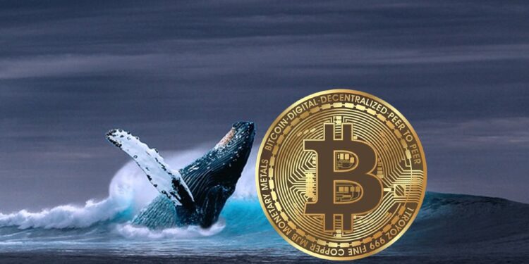Bitcoin Whales Go On 20,000 BTC Buying Spree