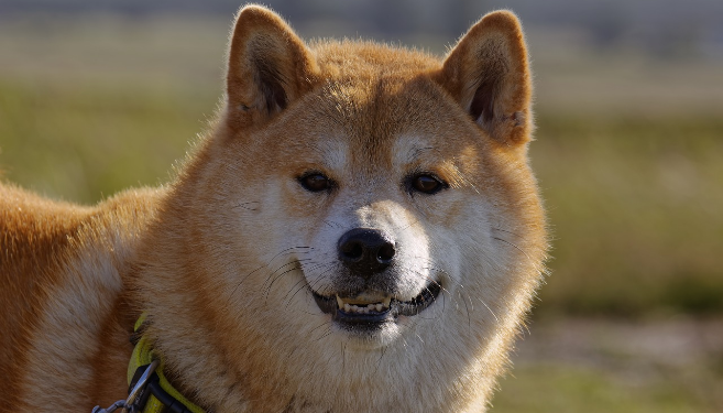 Dogecoin (DOGE) Is Now 4th Most Popular Cryptocurrency On BitPay