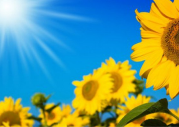 Solana Moves On From FTX Crisis, Sparkles 46% In Last 7 Days