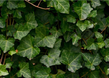 Hedera Soars 23% As HBAR Blooms All-Green On The Charts All Week