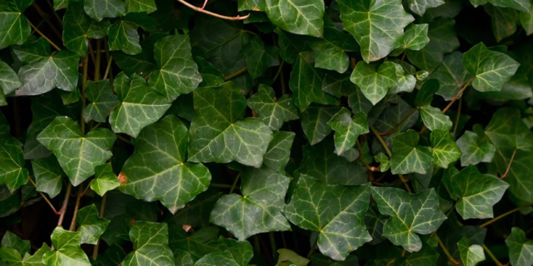 Hedera Soars 23% As HBAR Blooms All-Green On The Charts All Week