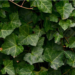 Hedera Soars 23% As HBAR Blooms All-Green On The Charts All Week