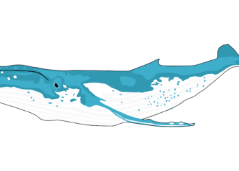 MATIC Whale Pushes Coin Value With Massive Moves