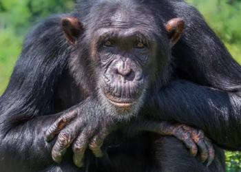 Will January See The End of APE’s Recovery? 