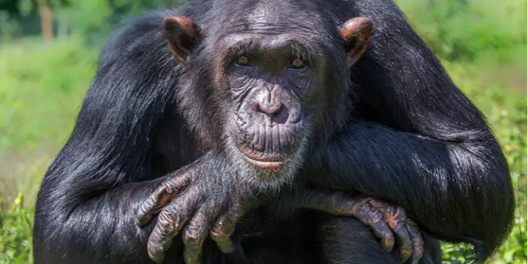 Will January See The End of APE’s Recovery? 