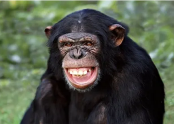 ApeCoin Climbs 21% In Last 7 Days As Sentiment Remains Bullish