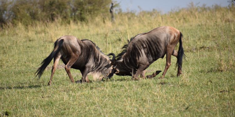 Solana Price To Surge After The Explosive Price Rally?