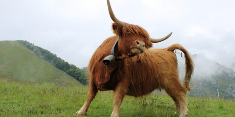 LINK Address Activity Back At 2021 Levels