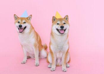 What is ShibaSwap and How Does It Work?