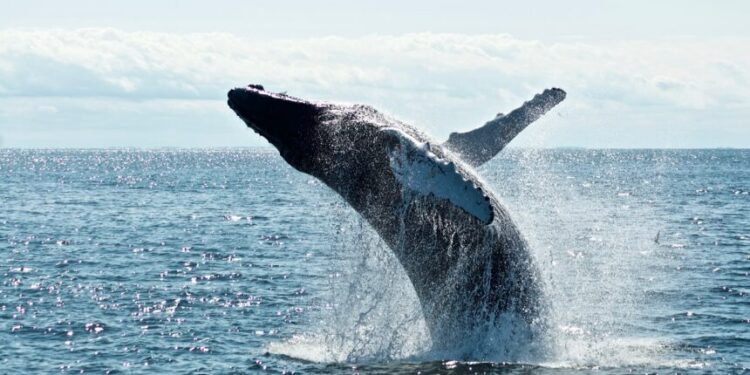 Whales Go On $1.4B Buying Spree