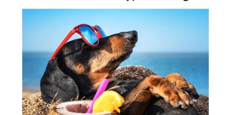 Bullish Options, Banned Coins, Accused Marketplaces and 20 Crypto Jokes