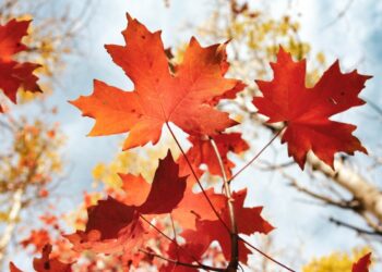 M11 Credit Restarts Crypto Lending on Maple Finance After FTX Fallout – Here’s What You Need to Know