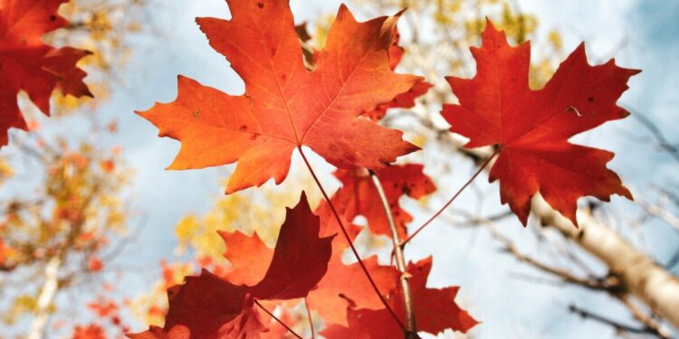 M11 Credit Restarts Crypto Lending on Maple Finance After FTX Fallout – Here’s What You Need to Know