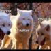 Position Obliteration, FTX Reboot, Funds Freeze and 20 Crypto Jokes