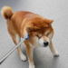 SHIB Struggles To Initiate A Breakout: Will It Defy Resistance?