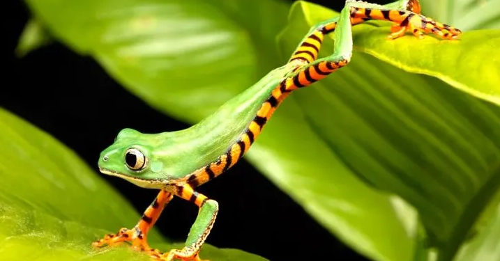 Pepecoin Price Tumbles To Critical Level