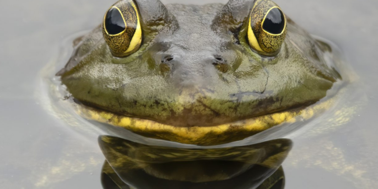 PEPE Token Futures Spell Doom For Investors As Prices Drop 45%