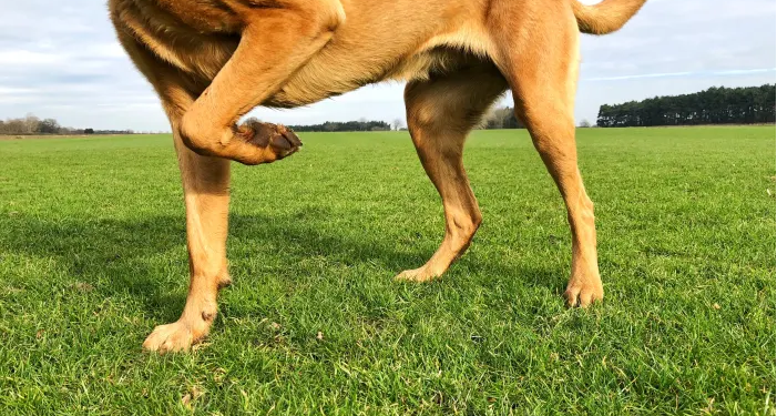 Dogecoin Limps In A Bearish Market