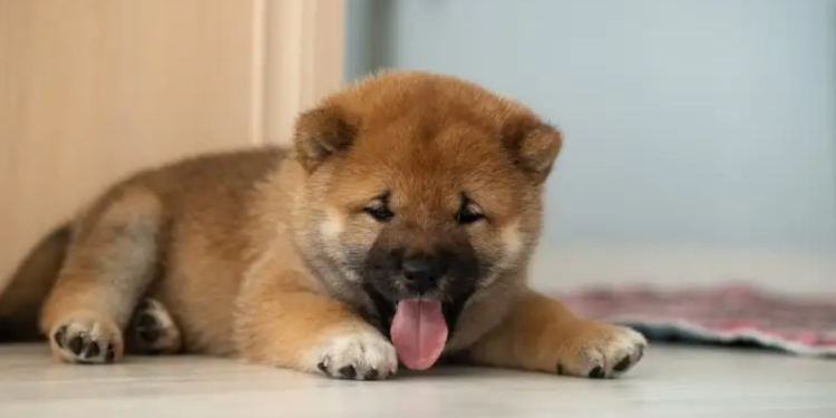BabyDoge Gets Aggressive With Zero Implementation Fees