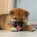 BabyDoge Gets Aggressive With Zero Implementation Fees