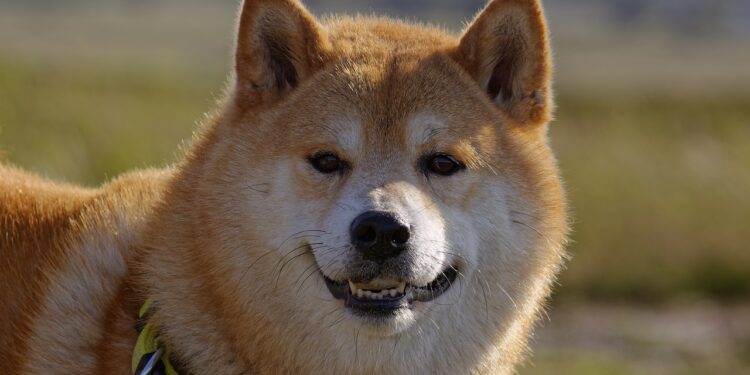 Shiba Inu Whale Accumulates 261 Billion Shib Tokens In Just Three Days