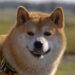 Shiba Inu Whale Accumulates 261 Billion Shib Tokens In Just Three Days