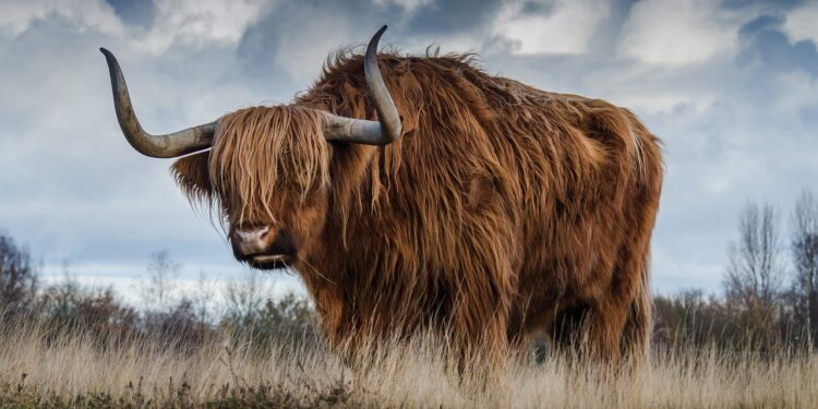Bullish Run for Injective (INJ): Will the Momentum Continue?