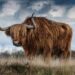 Bullish Run for Injective (INJ): Will the Momentum Continue?