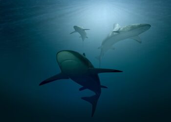 CoinMarketCap Launches “Killer Whale” TV Show