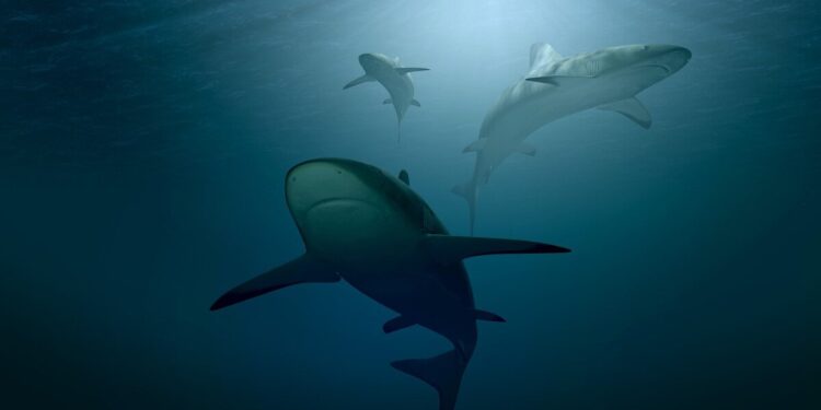 CoinMarketCap Launches “Killer Whale” TV Show