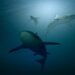 CoinMarketCap Launches “Killer Whale” TV Show
