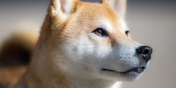 Shiba Inu Event Raises The Bar With A 26,000% Surge In 24-Hour Burn Rate