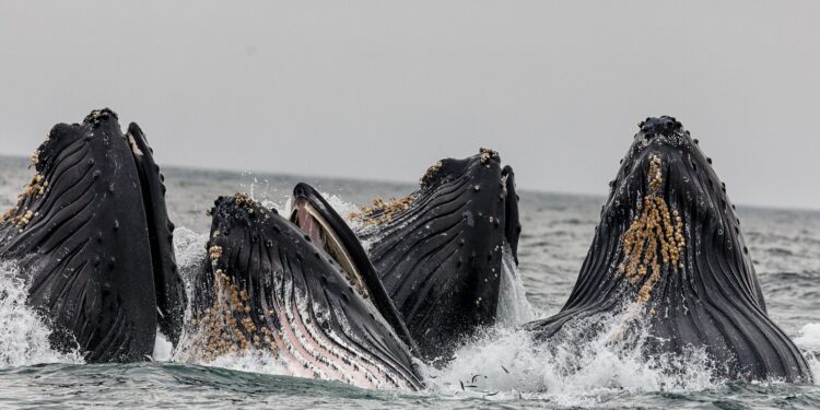 Bitcoin Bullish Signal: Whales Accumulate 84,897 BTC