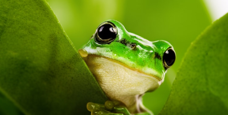 Pepecoin 15% Drop Sparks Speculation: Will Further Pain Follow?