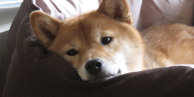 Can Shiba Inu Rebound As It Wraps Up May With A 16% Decline?