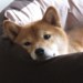 Can Shiba Inu Rebound As It Wraps Up May With A 16% Decline?