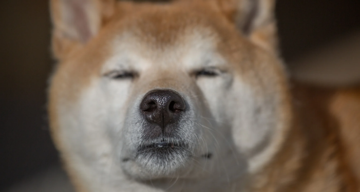 Bleak Dogecoin Social Sentiment Raises Questions About Price
