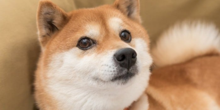 Shiba Inu Traders In Limbo As Shibarium Launch Date Uncertain